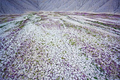 胖子堵采集到花卉