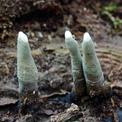 税小梦采集到植物