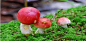 闽南人都爱的红菇，你真的了解它吗？