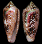 Cylindrus legatus    Lamarck, J.B.P.A. de, 1810  Ambassador Cone  Shell size 22 - 63 mm  Pacific (not Hawaii); E Africa - Mauritius