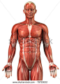 Anatomy of man muscular system upper half - anterior view - stock photo