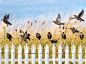 Picture of a flock of starlings in the United Kingdom