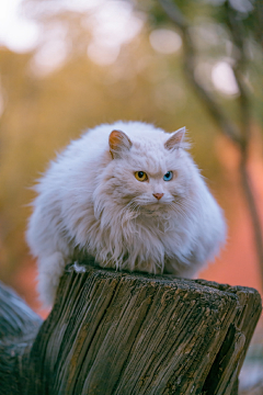 琴子欧尼采集到Photography and cats