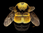 生锈的修补的大黄蜂, 女王, 女性, 特写, 昆虫, 野生动物, 自然, 装载, 关闭了, 熊蜂Affinis