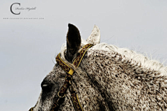 Qzskk采集到马的灵性 摄影作品欣赏