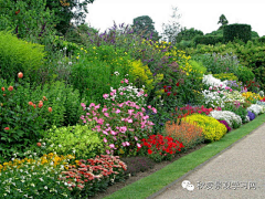 琴海蓝鲟采集到植物————花镜设计