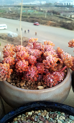 狐以可采集到多肉植物