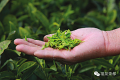 前路茫茫采集到茶山