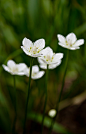 Marsh Grass-of-Parnassus  Parnassia palustris by stoplamek 