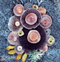 摄影师 Jill Bliss 喜欢拍摄大自然里各种各样的野生菌菇。不过大部分拍拍照就好了，可千万别乱吃啊。 ​​​​