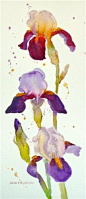 "Homeplace Iris" - Original Fine Art for Sale - © by June Rollins