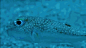 雄性河鲀鱼的奇妙求偶方式：用自己的身体在海底沙子中“抖”出一幅画
