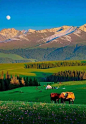 新疆的风景就是现实中的油画
新疆加油哇！！！ ​​​​