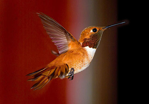 Hummingbird In Fligh...