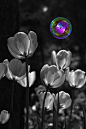 black and white with color in the bubble :)