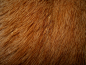 Cat Fur Texture 2 by ~Orangen-Stock on deviantART