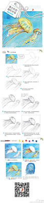【水彩素材教程】水母。