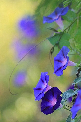 Morning glories    牵...