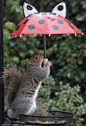 松鼠雨天撑伞避雨 保护自己和食物不被淋湿【松鼠独占雨伞保护自己和食物不被淋湿】在英国汉普郡的一个花园里，一只松鼠躲在人们为保护鸟食不被雨淋而备置的雨伞下避雨，并且把这些预备给鸟吃的食物一并据为己有。松鼠独自撑着伞保护自己和食物不被淋湿，吓跑了本该前来觅食的鸟类。据爱鸟人士简·罗伯特说，当天她担心鸟食被雨淋，从而在装有食物的托盘上支起一把儿童伞。然而，这一切被一只“厚脸皮”的松鼠看见了。于是，它跑过去，将伞高举过头，撑着雨伞避雨。