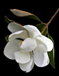 Magnolia by James Hilliard