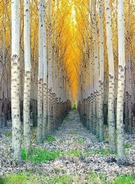 Aspen Cathedral