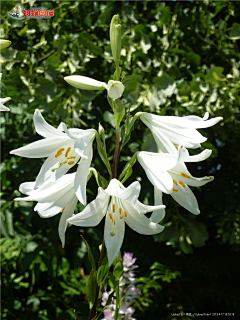 流年色玥落倾城采集到百花物语——百合花开