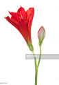 Alstroemeria. : Stock Photo