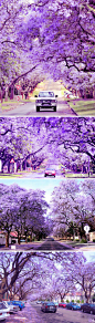 [南非首都比勒陀利亚市的紫薇] 游脚印： 反季游：每年春天，南非首都比勒陀利亚市的紫薇竞相开放，走在南非的街道上，大片的紫色在城市蔓延，到处是紫色海洋，淡淡的紫色花朵开满枝头，花瓣像雪片漫天飞舞，树上的紫薇花开的染紫了天空。