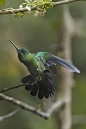 蜂鸟目·蜂鸟科·宝石蜂鸟属：绿冠宝石蜂鸟