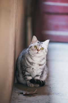 木丈采集到猫