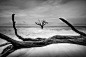 2016第十届法国PX3摄影奖　专业—自然类树木组　银奖　《墓地，植物湾》　摄影师：Jack Curran（美国）