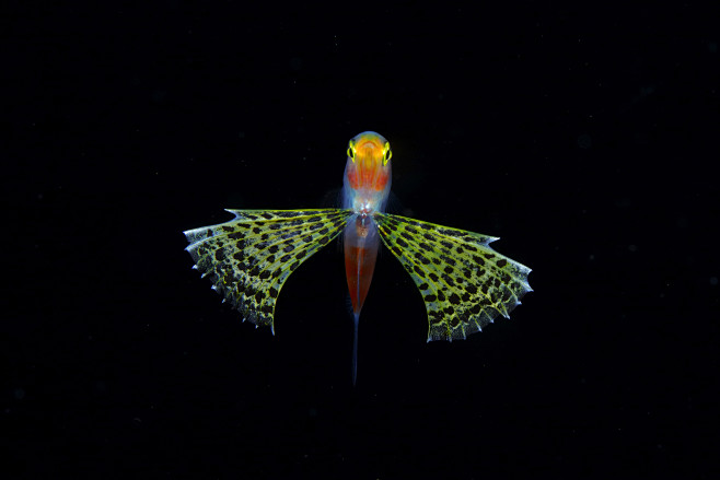 Japanese marine life...