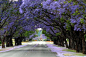南非的蓝花楹路，从约翰内斯堡延伸到比勒陀利亚。