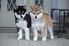 周老师＆大学生采集到动物 