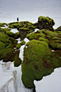 冰岛，苔藓生命力是如此的强
