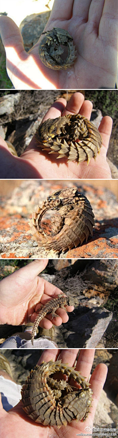 ~梦里·繁花采集到动物