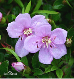 小龟采集到花卉