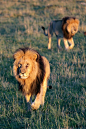 Brothers on the move at Sunrise