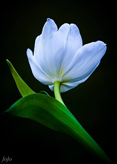 纱羽采集到花。夜