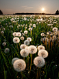 Dandelion Sunset, Sweden
photo via besttravelphotos