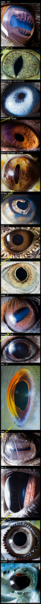 万物皆有灵， 动物王国的眼睛