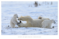 风扬_z采集到Photo.animals