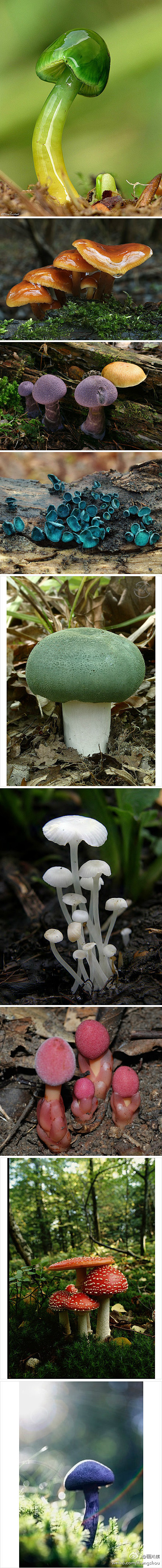 萌蘑菇