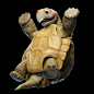 alexander-van-buggenum-turtle-jump-black-bg-crop