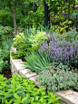 Texture, color and shape can all provide contrast in a garden. Salvias, azaleas, miniature bearded irises and Euonymus