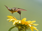 wingedjewels:


 Ruby-throated Hummingbird by Larry Keller


 
