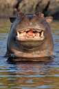 Happy Hippo! | Cutest Paw