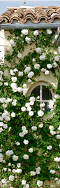 beautiful white climbing roses: 