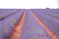 法国探亲自驾；瑞士北欧跟团（2013.6.25--8.8）《一》南法自驾、古堡、薰衣草