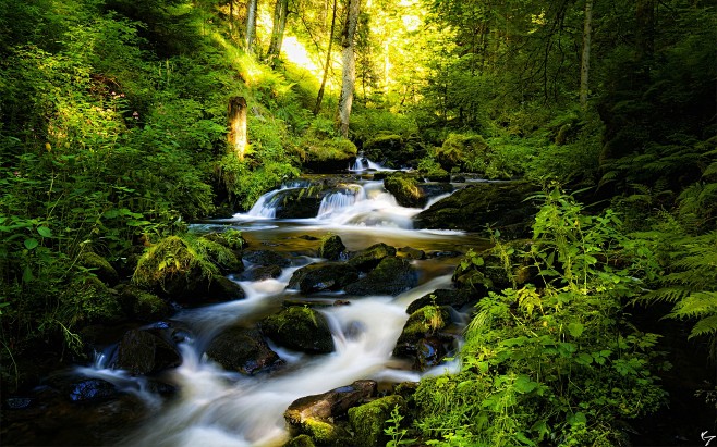 forests rivers Wallp...